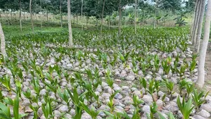 Abundant Harvest Malaysian Dwarf And Hybrid Coconut Seedlings