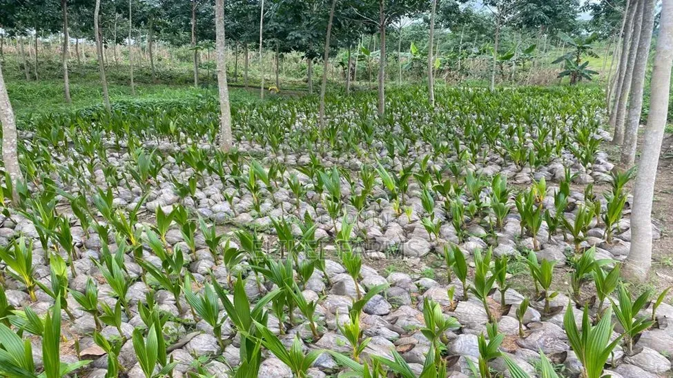 Abundant Harvest Malaysian Dwarf And Hybrid Coconut Seedlings