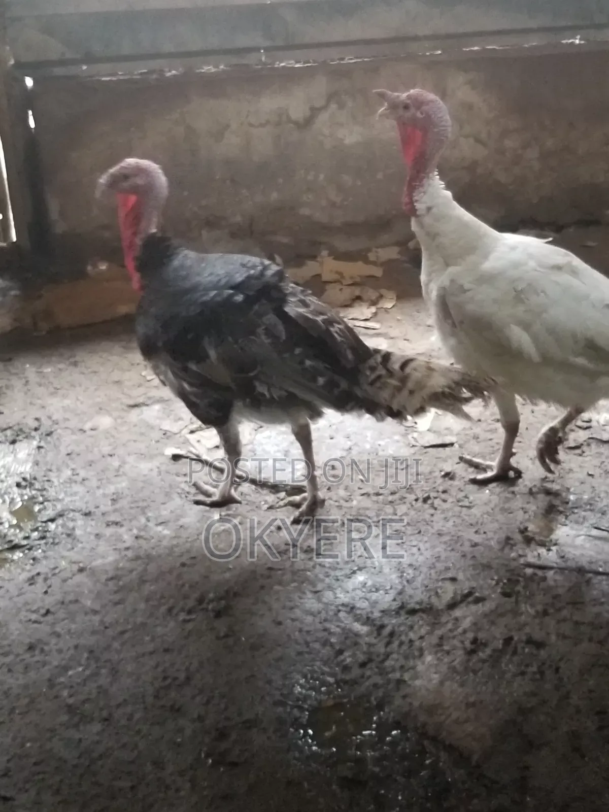 Turkeys for Sale