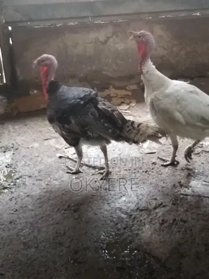 Turkeys for Sale