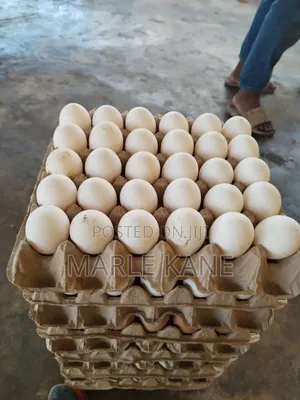 Fresh Egg With High Protein