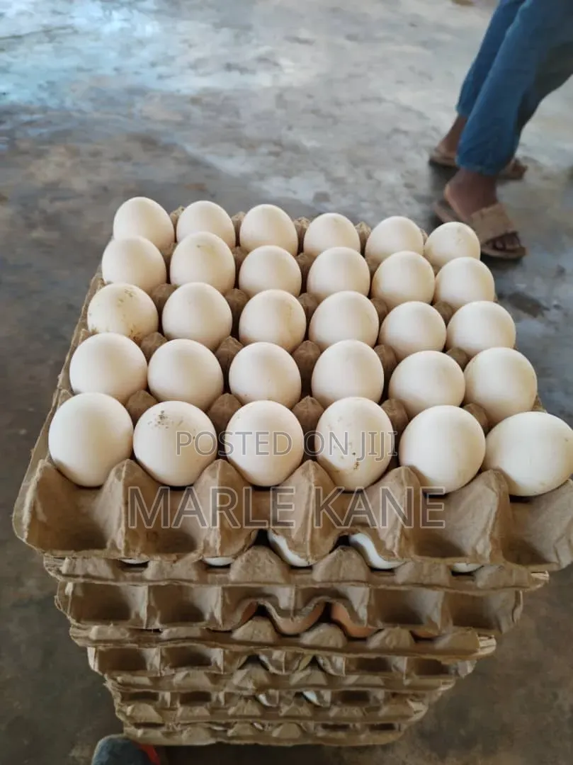 Fresh Egg With High Protein