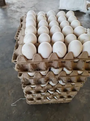 Fresh Egg With High Protein