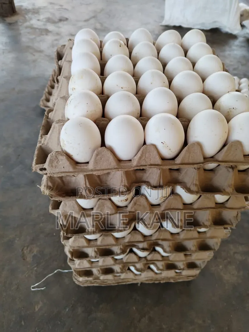 Fresh Egg With High Protein