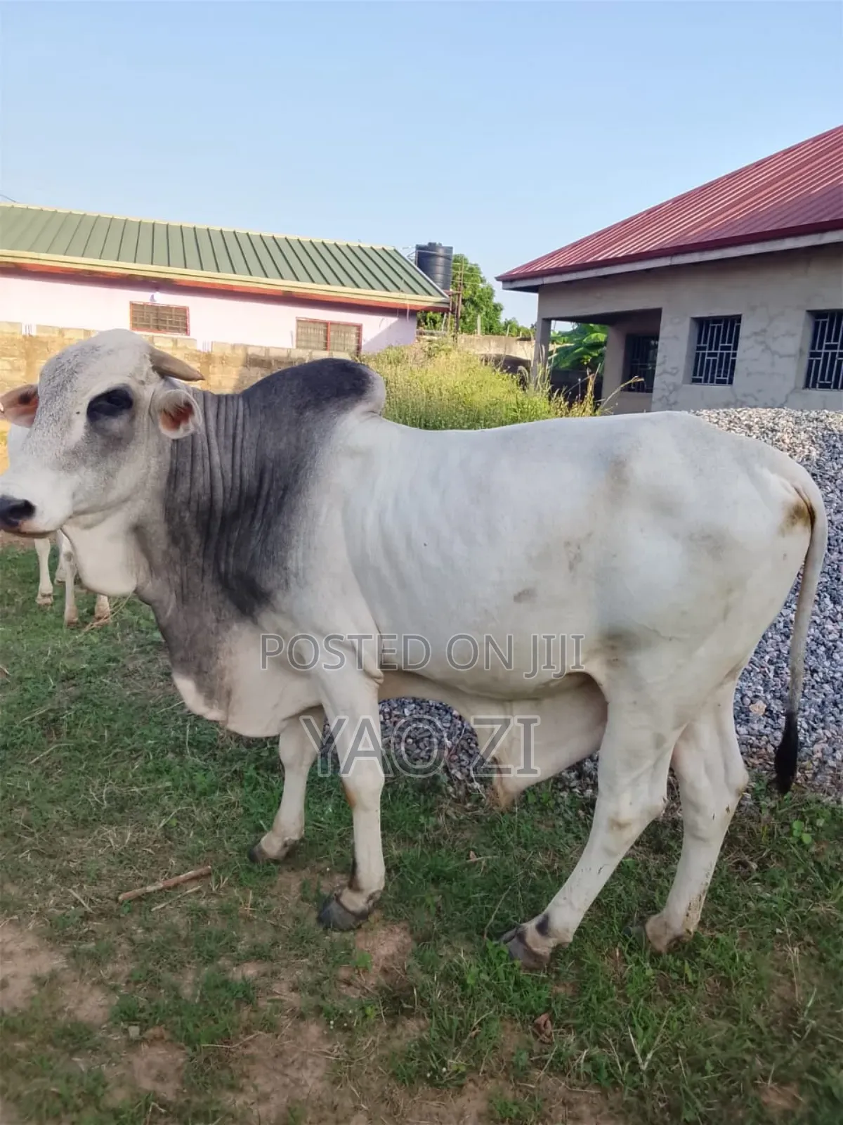 Cows for Sale