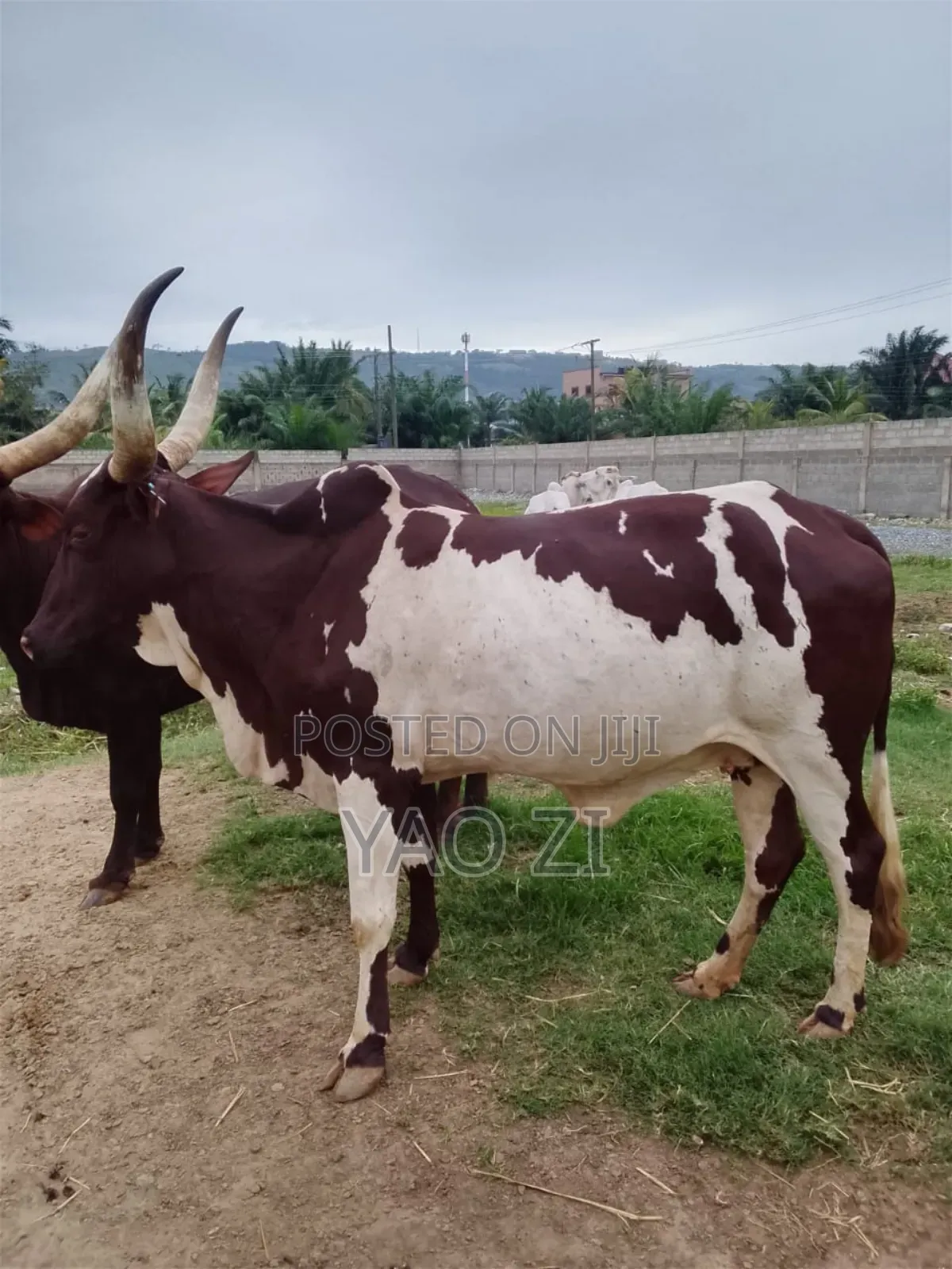Cows for Sale
