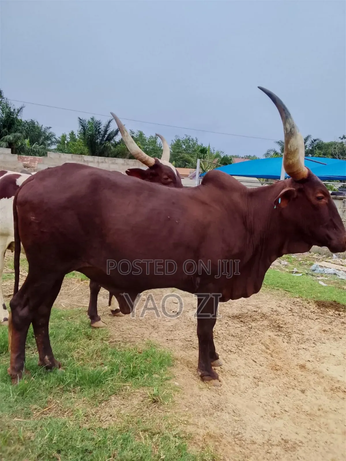 Cows for Sale