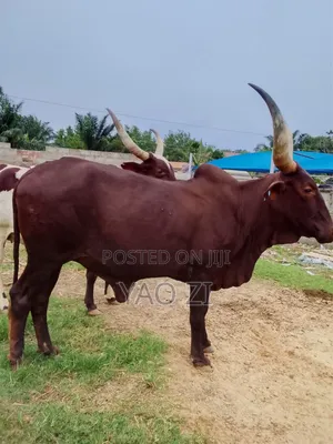 Cows for Sale