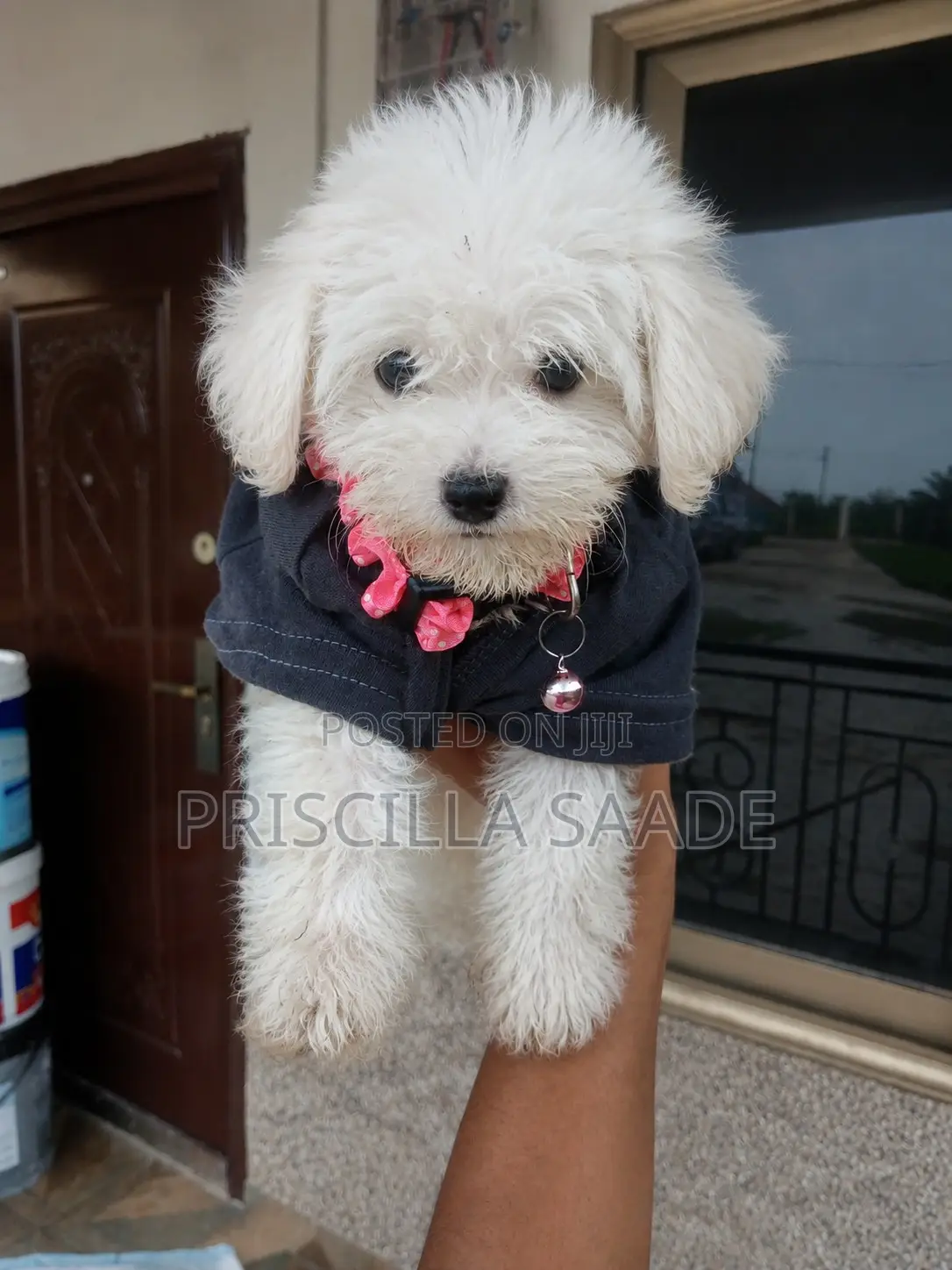 1-3 months Female Purebred Maltese