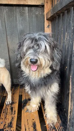 1+ year Male Purebred Maltipoo