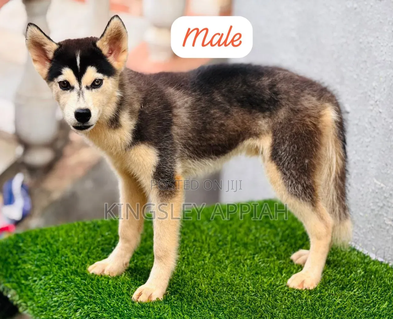 1-3 months Male Purebred Siberian Husky