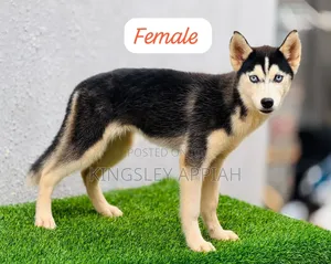 1-3 months Male Purebred Siberian Husky