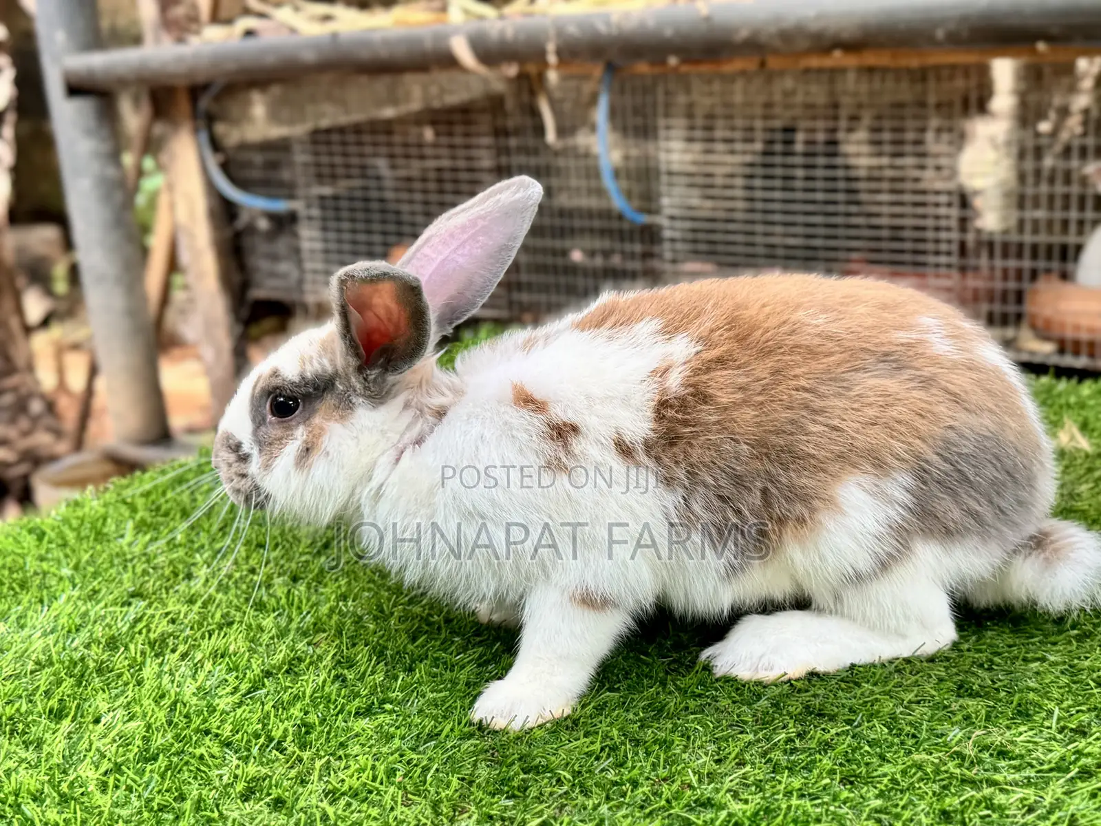 Active Buck Rabbits