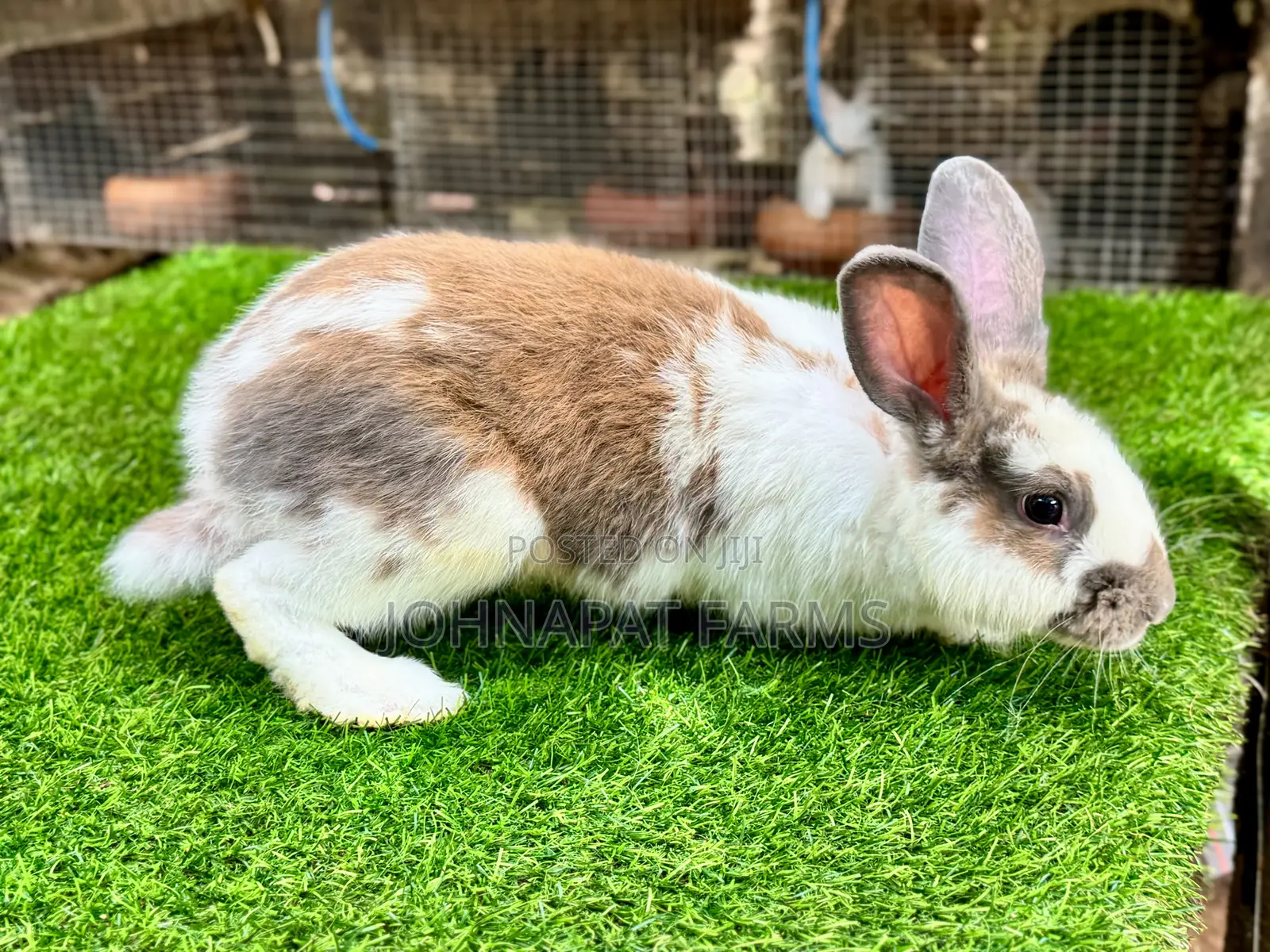 Active Buck Rabbits