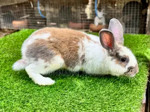 Active Buck Rabbits