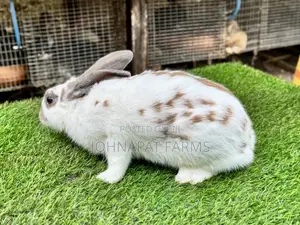 Mature Does Rabbits