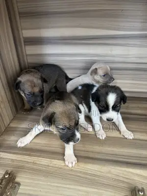 0-1 month Female Purebred Dog