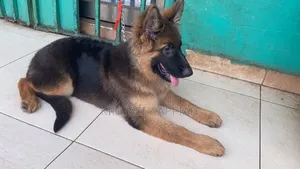 6-12 months Female Purebred German Shepherd