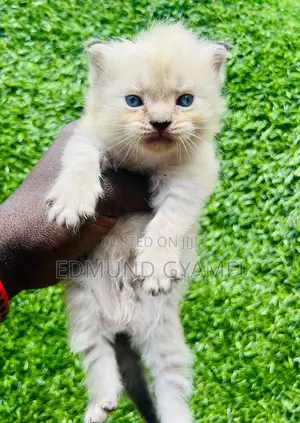 1-3 months Male Purebred Persian