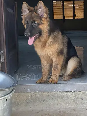 3-6 months Female Purebred German Shepherd