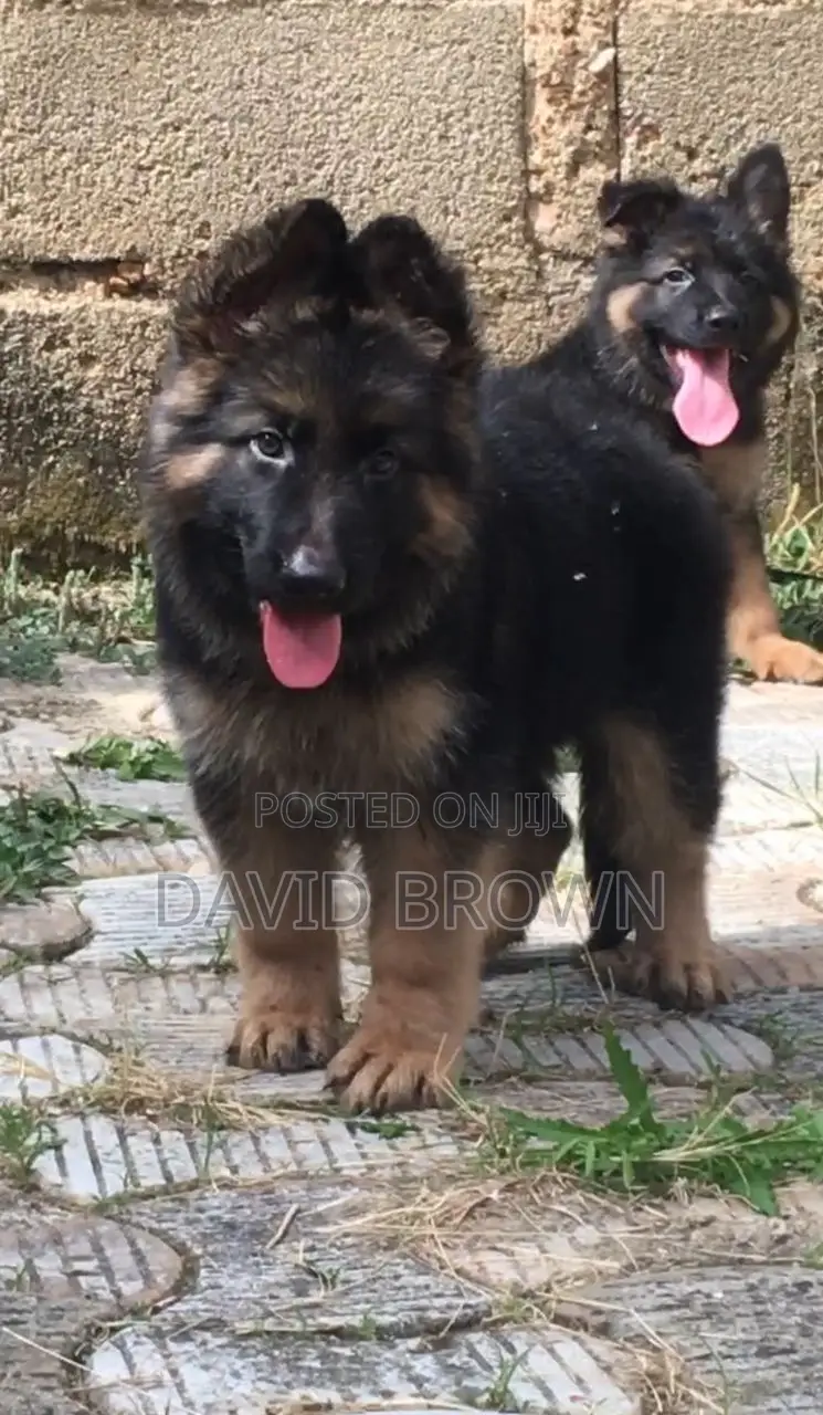 3-6 months Female Purebred German Shepherd