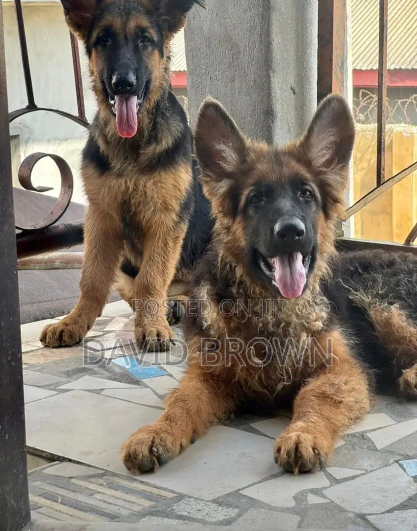 3-6 months Female Purebred German Shepherd