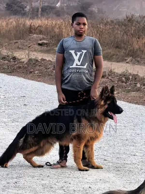 3-6 months Female Purebred German Shepherd