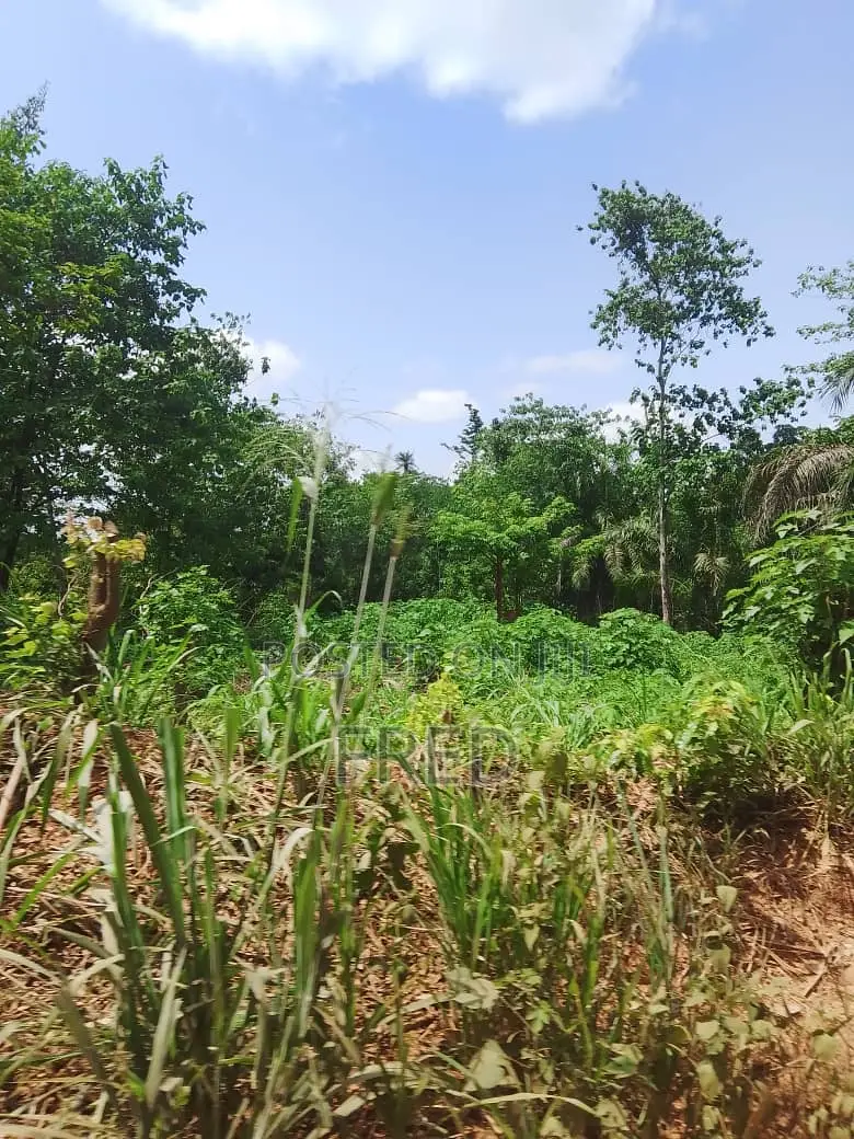 7 Acre Farmland for Sale at Sunyani Chiraa