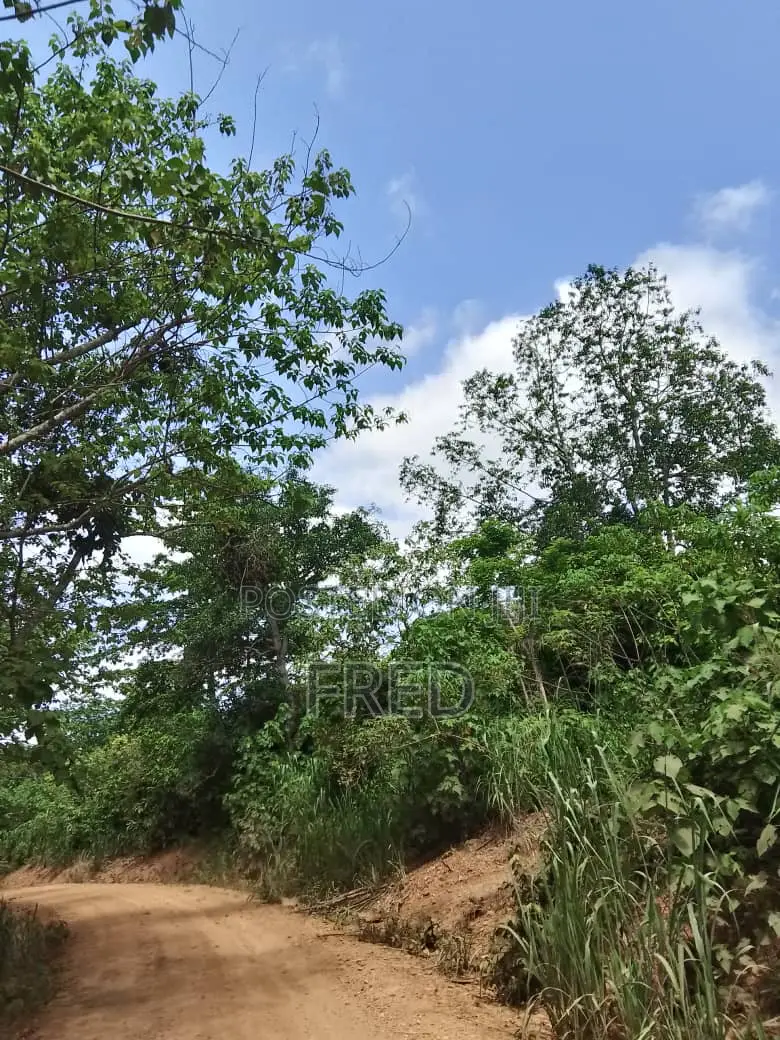 7 Acre Farmland for Sale at Sunyani Chiraa