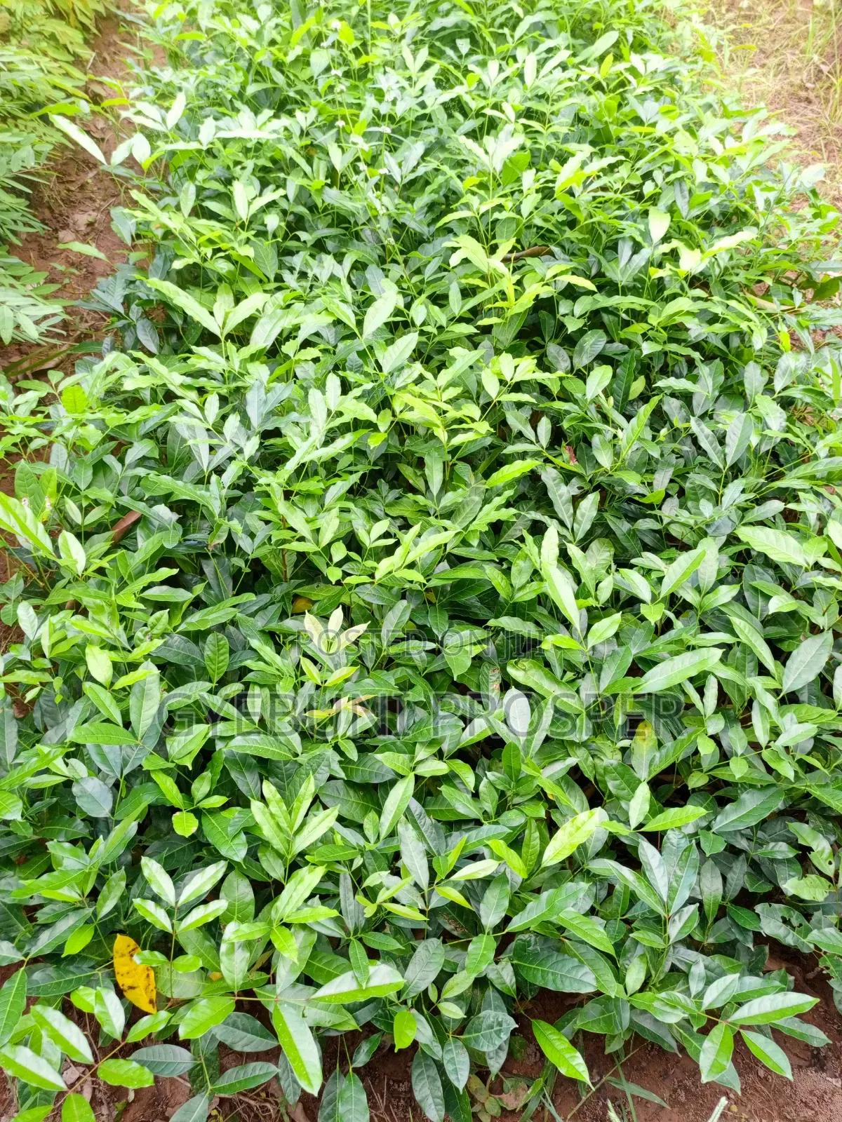 Teak, Mahogany, Acacia, Cashew, Shea, Kapok, Baobab