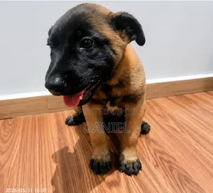 1-3 months Female Purebred Belgian Malinois