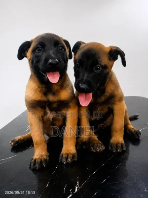 1-3 months Female Purebred Belgian Malinois