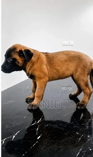 1-3 months Female Purebred Belgian Malinois