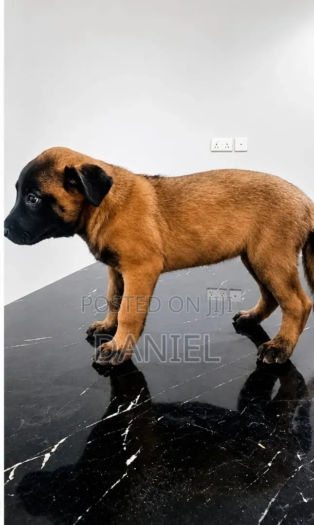 1-3 months Female Purebred Belgian Malinois