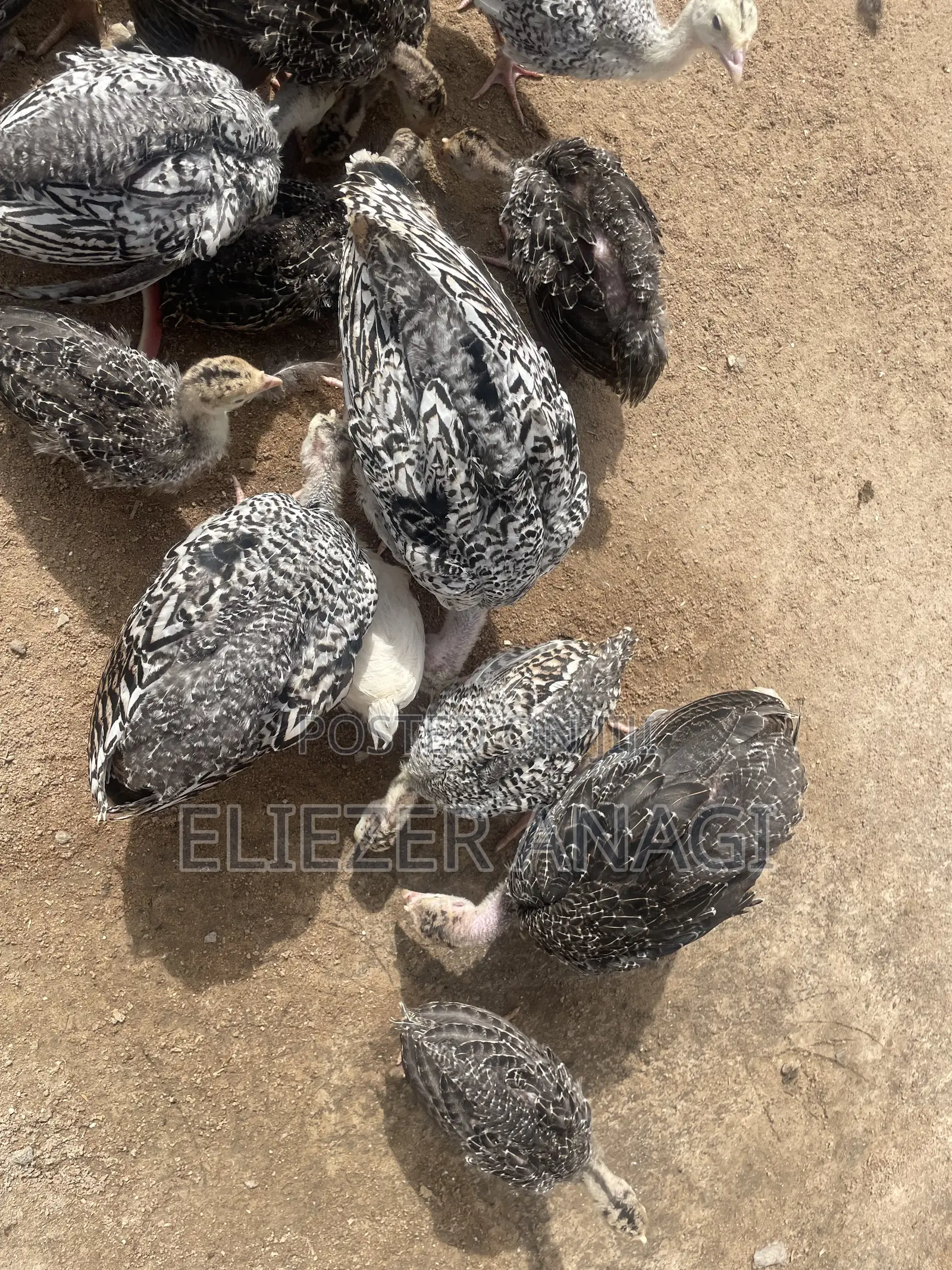 Turkey Poults for Sale at 6 Weeks Old
