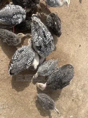 Turkey Poults for Sale at 6 Weeks Old