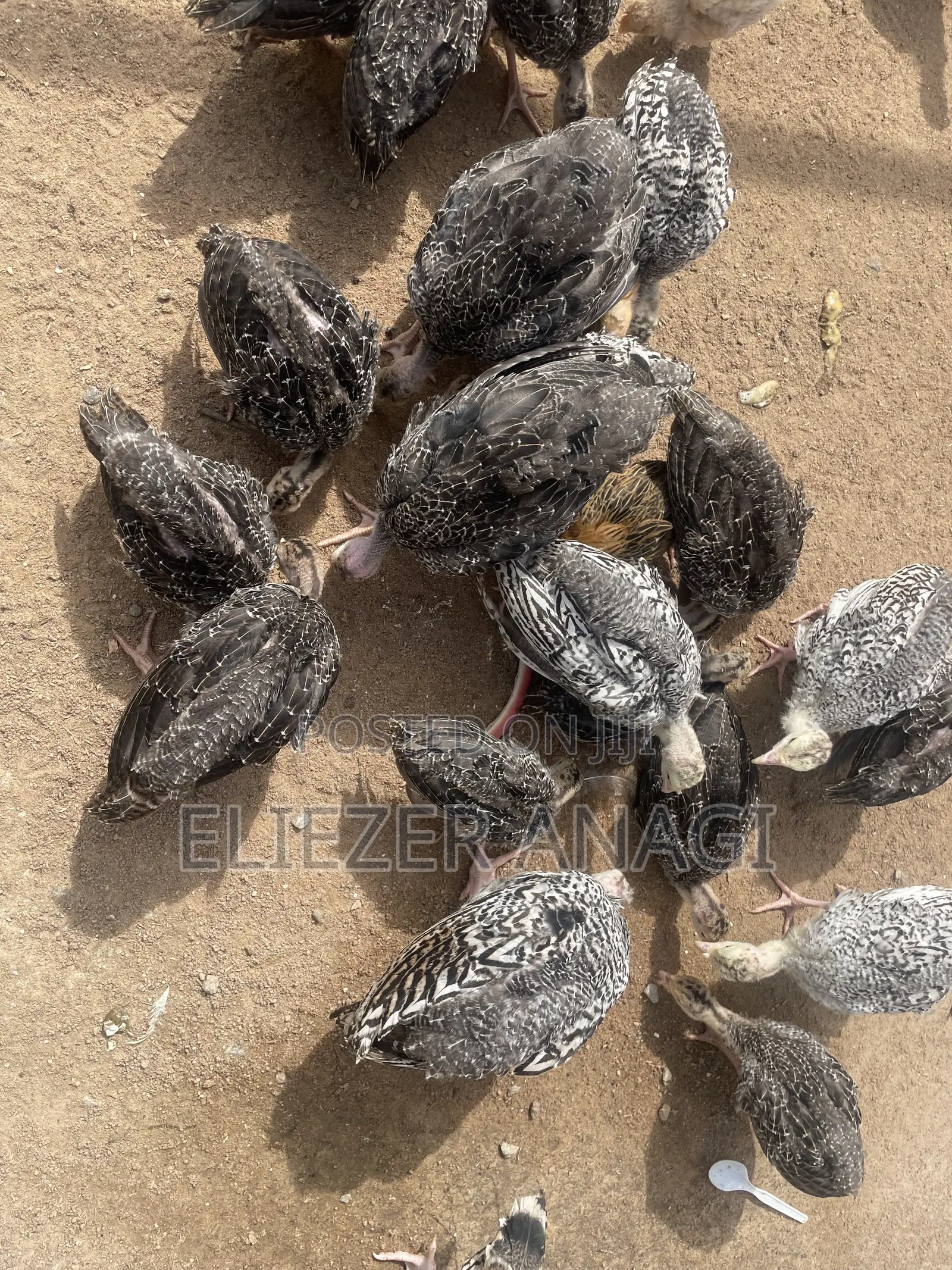 Turkey Poults for Sale at 6 Weeks Old