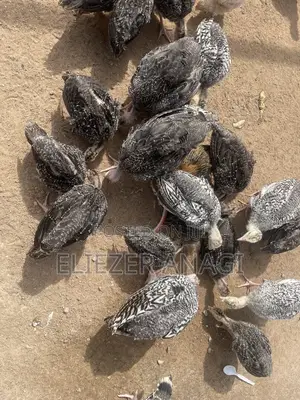 Turkey Poults for Sale at 6 Weeks Old