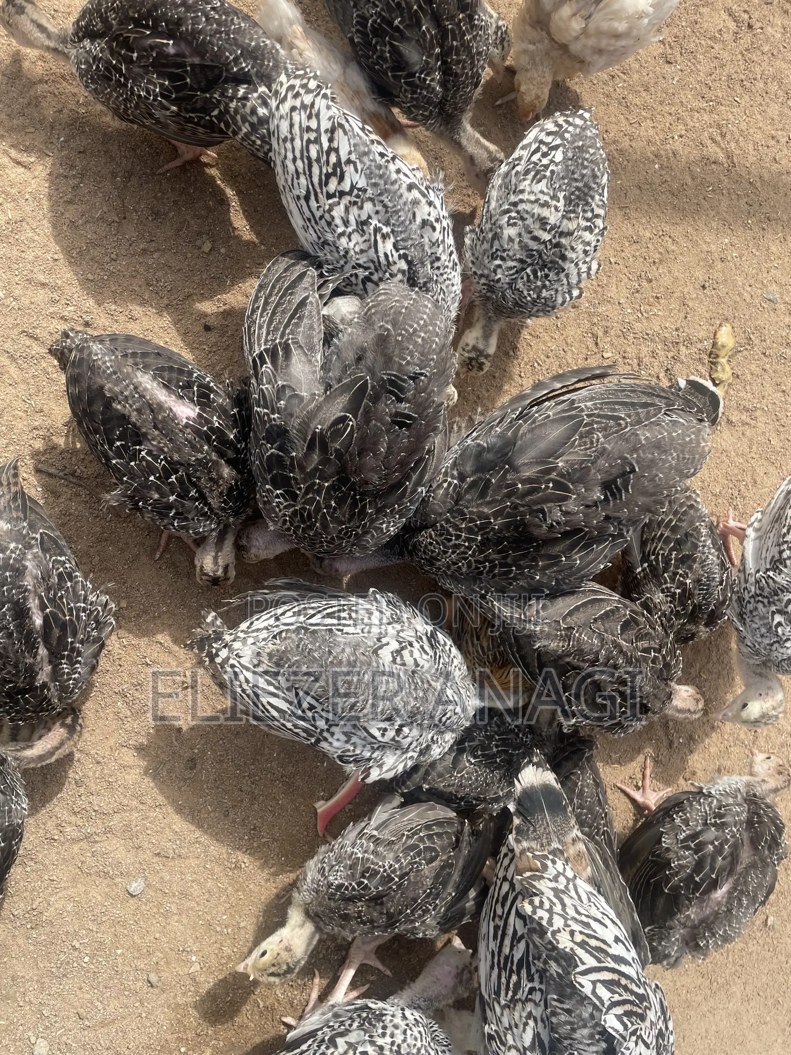 Turkey Poults for Sale at 6 Weeks Old