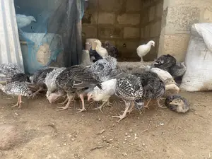 Turkey Poults for Sale at 6 Weeks Old