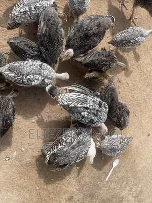 Turkey Poults for Sale at 6 Weeks Old