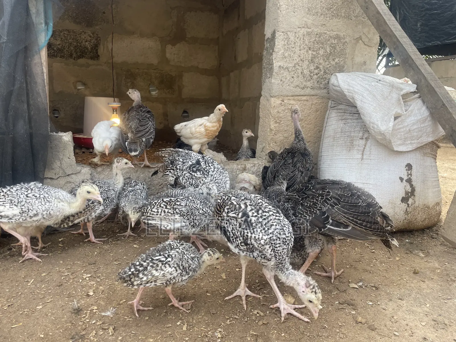 Turkey Poults for Sale at 6 Weeks Old