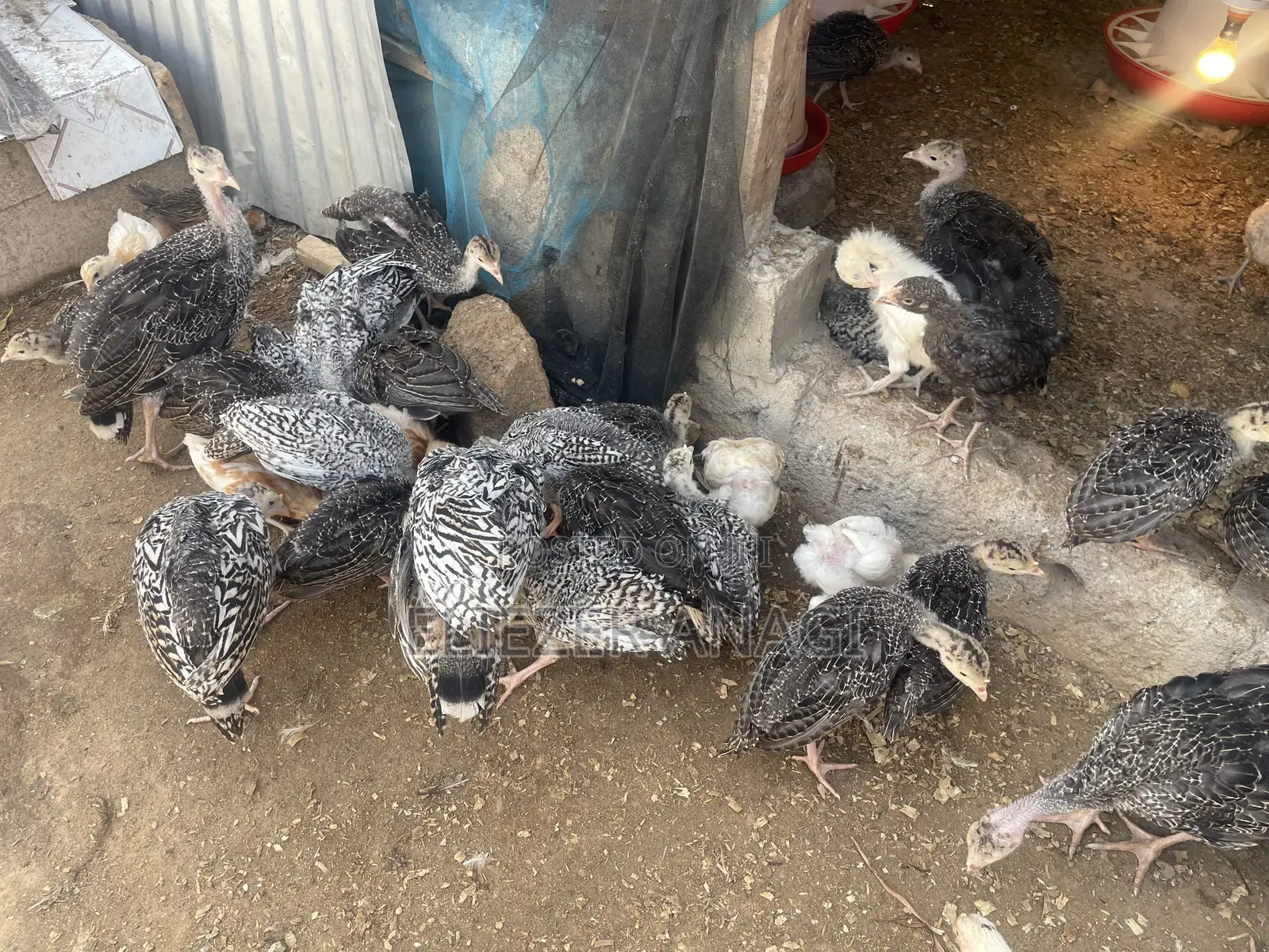 Turkey Poults for Sale at 6 Weeks Old
