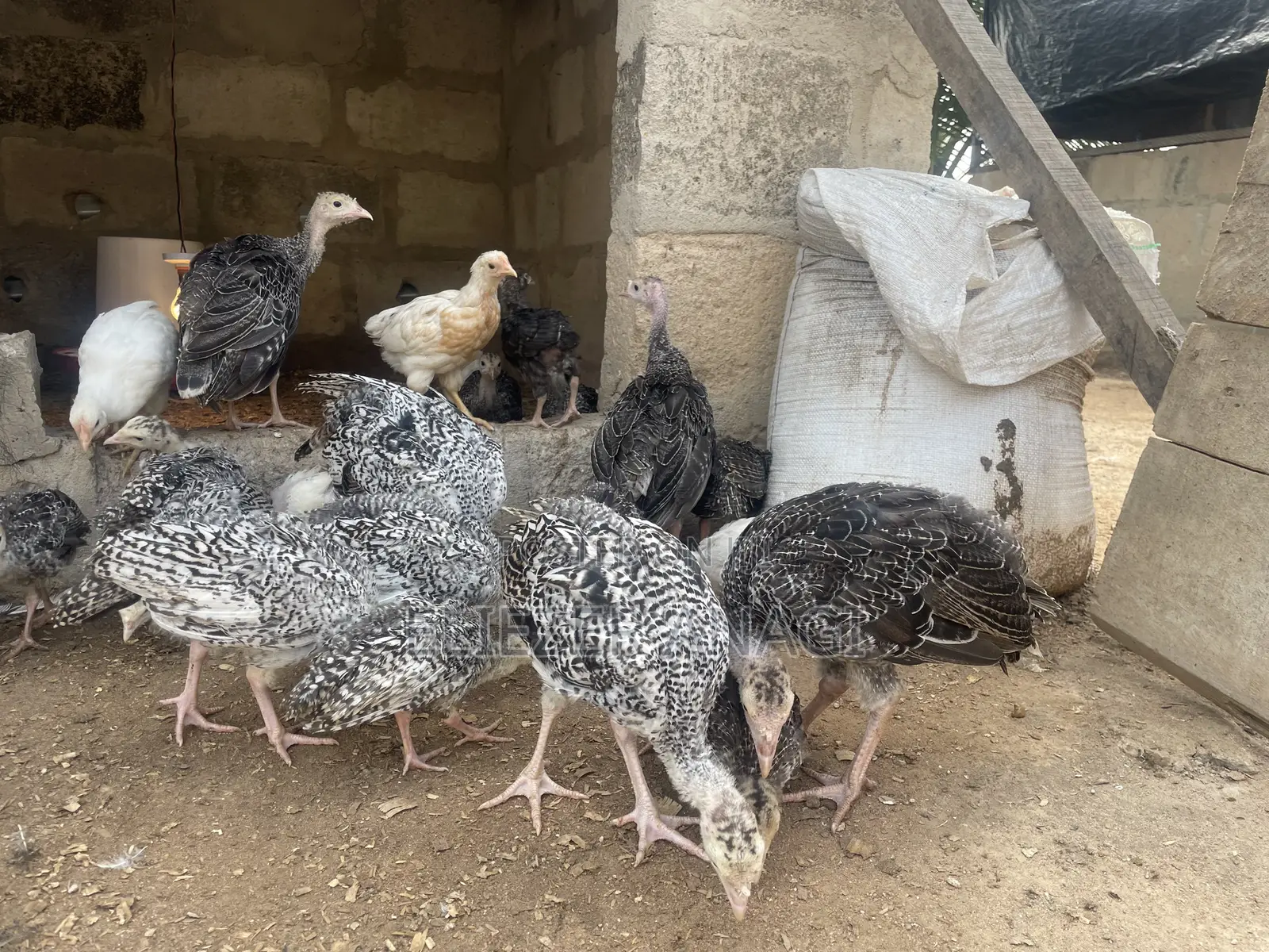 Turkey Poults for Sale at 6 Weeks Old