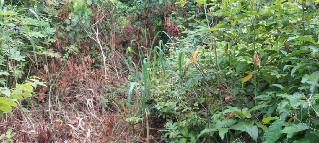 Well Located 4plots of Land at Kwabere Kasaam for Sale