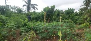 Litigation Free Land for Sale at Kwabere Kasaam