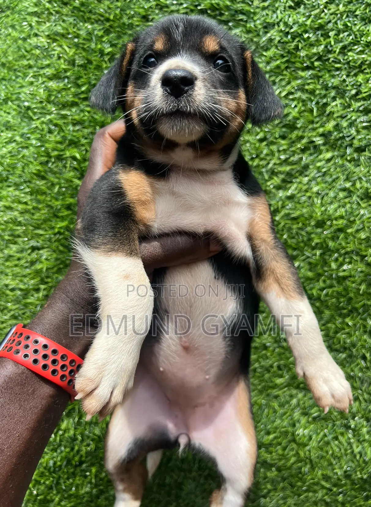 1-3 months Female Mixed Breed Mongrel (No Breed)