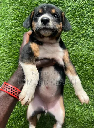 1-3 months Female Mixed Breed Mongrel (No Breed)