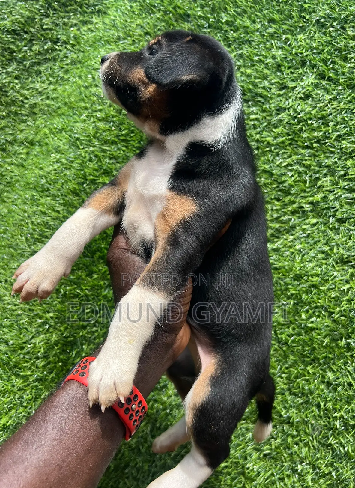 1-3 months Female Mixed Breed Mongrel (No Breed)