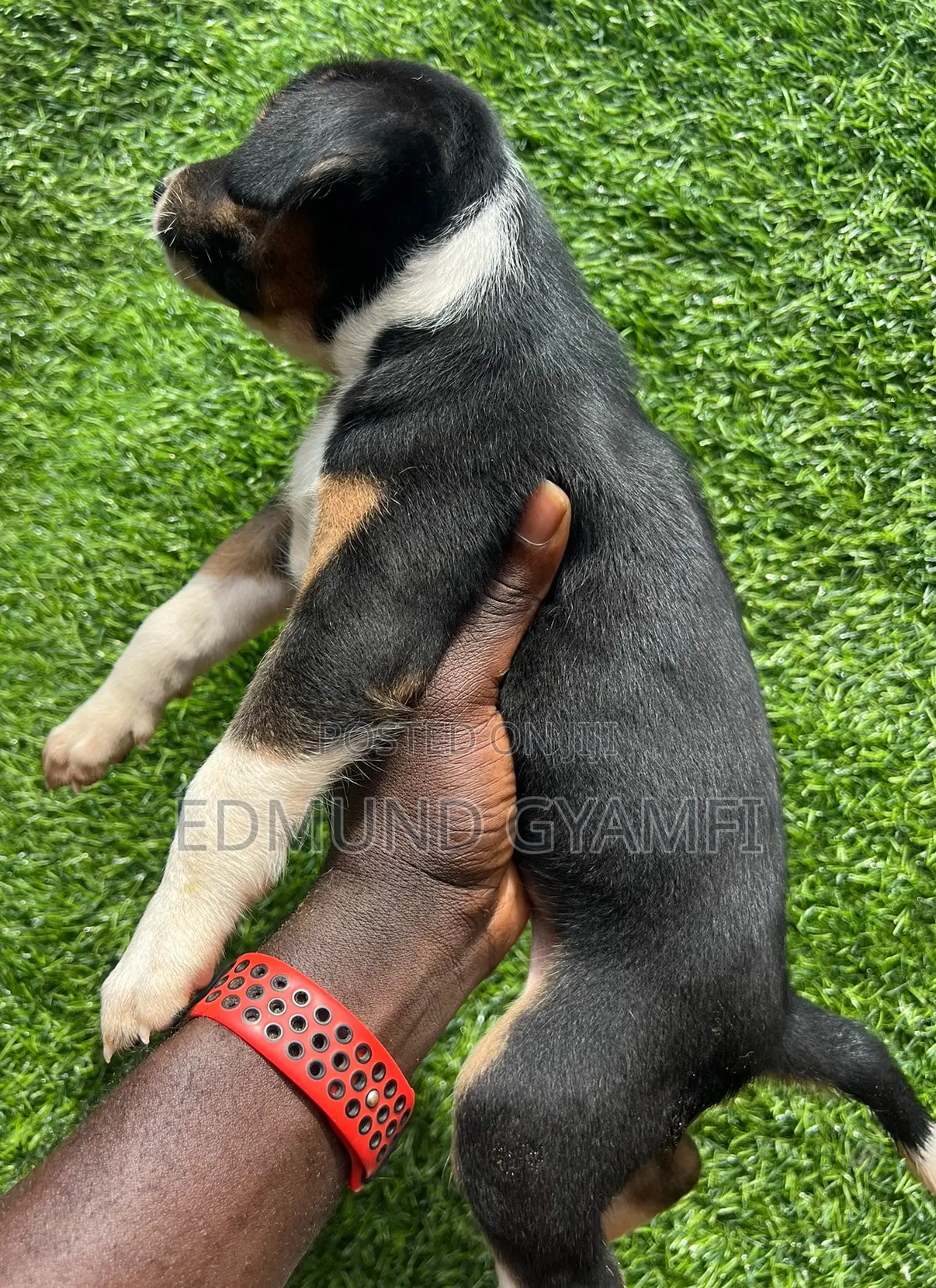 1-3 months Female Mixed Breed Mongrel (No Breed)